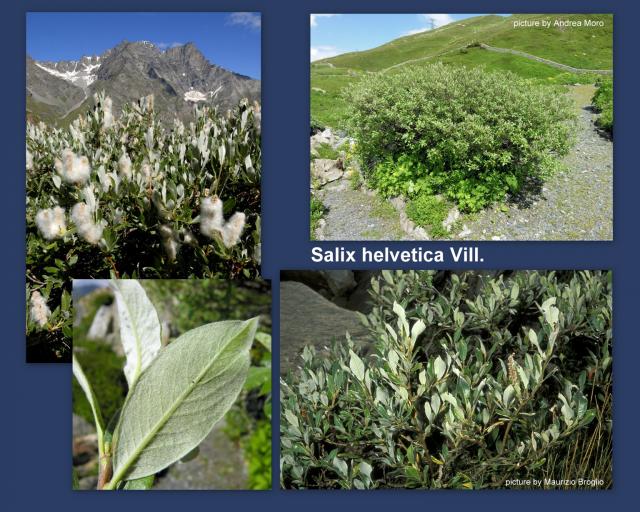 Salix helvetica Vill. – Ива швейцарская
